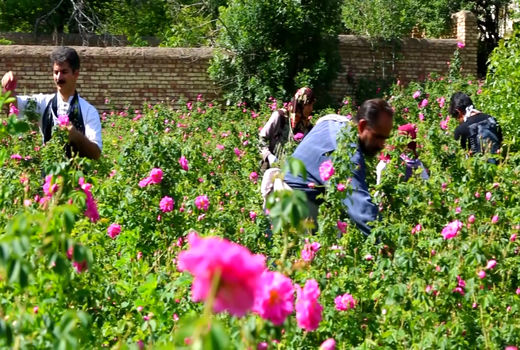 آغاز برداشت گل محمدی در شهرستان اردستان