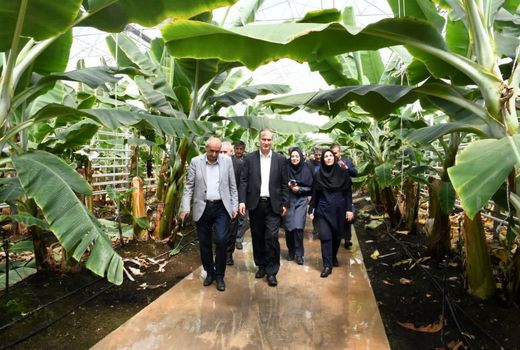 تولید میوه‌های استوایی در استان آذربایجان شرقی