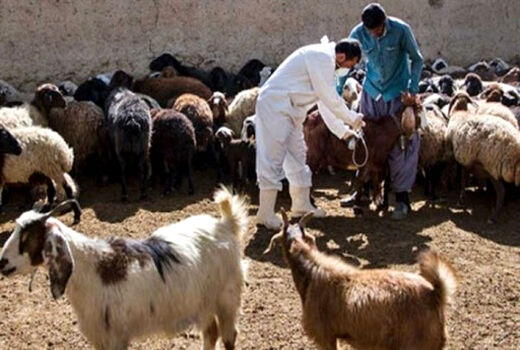 بیش از ۶ میلیون دام و طیور در بوشهر تحت معالجه قرار گرفتند
