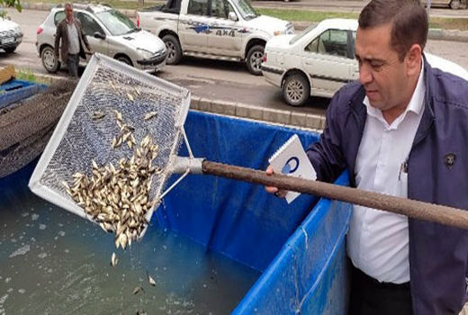 رهاسازی 30 هزار قطعه بچه ماهی در مزارع پرورش ماهی شهرستان مرند استان اذربایجان شرقی