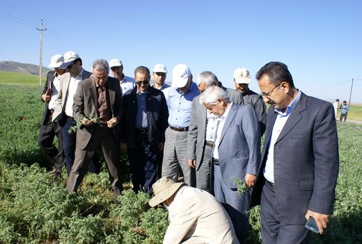 برداشت ۱۰۰ هزار تن چغندرقند در کردستان