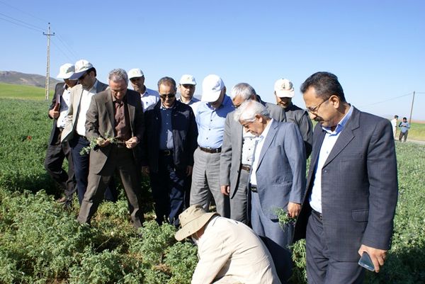 برداشت ۱۰۰ هزار تن چغندرقند در کردستان