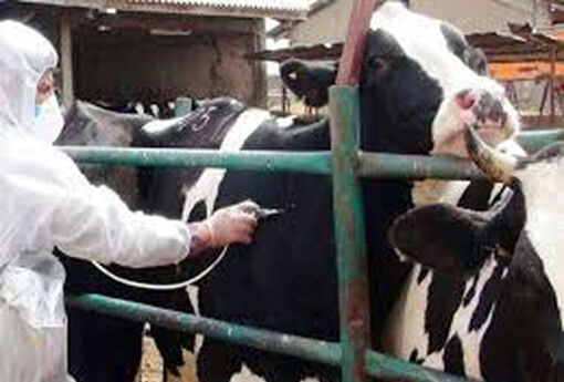 حدود چهار میلیون راس دام در آذربایجان شرقی بر ضد طاعون و آبله واکسینه شدند