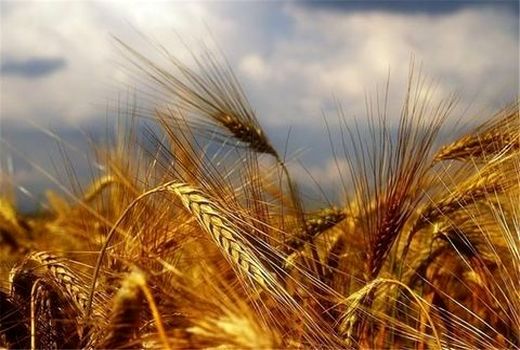 پبش‌بینی تولید ۵۲ هزار تن گندم در استان هرمزگان