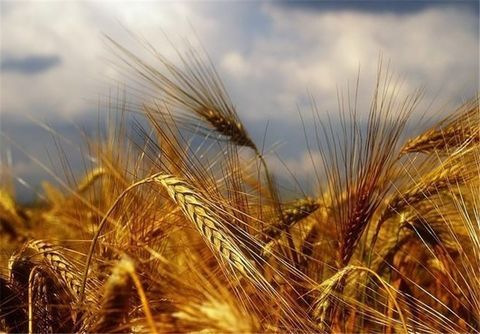 پبش‌بینی تولید ۵۲ هزار تن گندم در استان هرمزگان