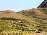 توسعه 7هزار هکتاری باغات دیم در اراضی شیب‌دار لرستان