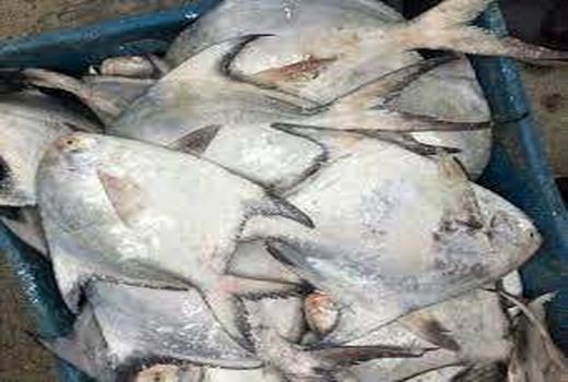 ممنوعیت صید ماهی حلوای سفید در خوزستان