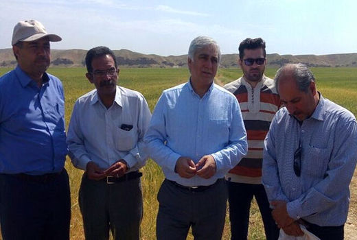 تشریح دستاورد های پروژه امنیت غذایی در شهرستان هشترود