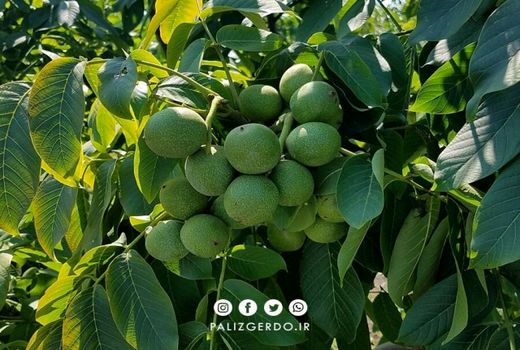 تائید چهار رقم برتر گردو برای توسعه کشت در خراسان شمالی  