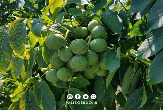 تائید چهار رقم برتر گردو برای توسعه کشت در خراسان شمالی  