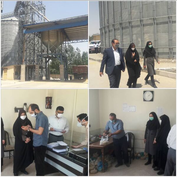 بازدید رییس سازمان جهاد کشاورزی استان قزوین از مرکز خرید تضمینی گندم کیمیا خوشه یک