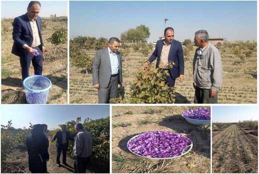  برداشت 22.5 کیلو زعفران از مزارع شهرستان میاندوآب