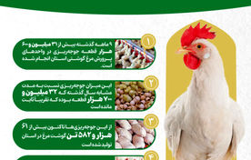 اینفوگرافیک | تولید گوشت مرغ در قزوین و پیش بینی افزایش تا 100 هزار تن 