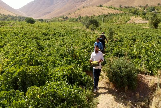 برداشت انگور_گهرو