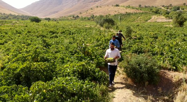 برداشت انگور_گهرو