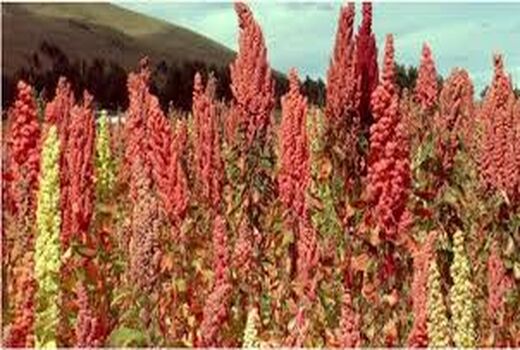 کشت آزمایشی گیاه کینوا برای اولین بار در شهرستان زرند