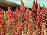 کشت آزمایشی گیاه کینوا برای اولین بار در شهرستان زرند