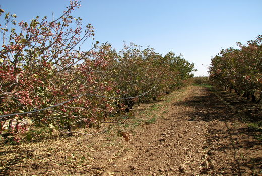 سه محصول کشاورزی شهرستان بوئین زهرا کد شناسایی گواهی شده دریافت کردند