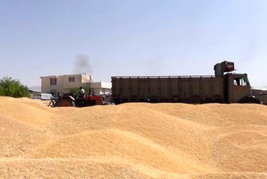  رکورد خرید تضمینی گندم در همدان زده شد