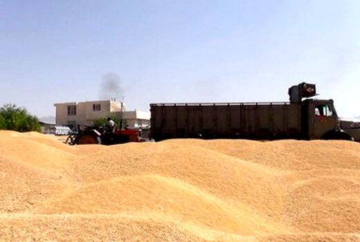 گندم  کالایی نیست که ناپدید شود