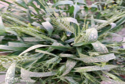 خسارت میلیاردی طوفان به کشاورزی فراشبند