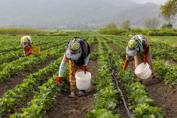سهم ایران از کشاورزی ارگانیک کمتر از میانگین جهانی است