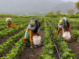 سهم ایران از کشاورزی ارگانیک کمتر از میانگین جهانی است