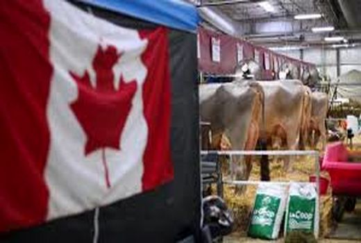 حمایت 584 میلیون دلاری کانادا از صنایع لبنی