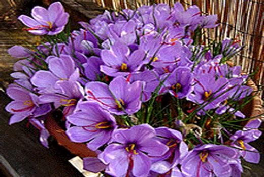 سطح زیرکشت گیاهان داروئی در استان کرمان 7874 هکتار است