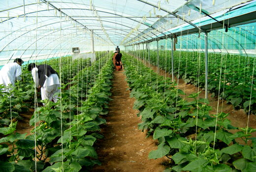توسعه 600 هکتاری کشت های گلخانه ای در سیستان و بلوچستان