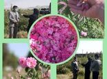 برداشت مزارع گل محمدی شهرستان ایلام آغاز گردید.