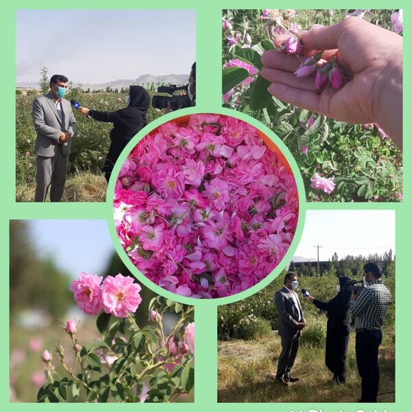 برداشت مزارع گل محمدی شهرستان ایلام آغاز گردید.