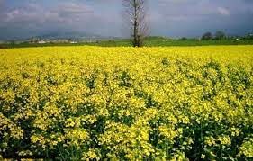 کاشت کلزا در شهرستان ارزوئیه در حال انجام است