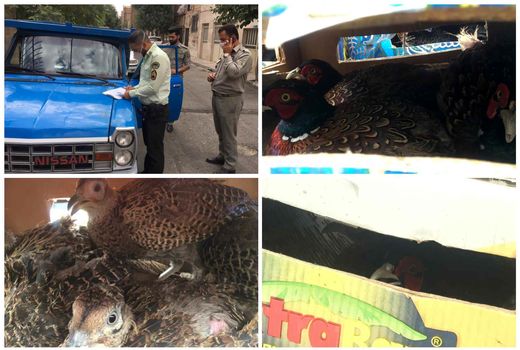 کشف محموله غیرمجاز حامل پرنده‌های وحشی در جنوب شرق استان تهران