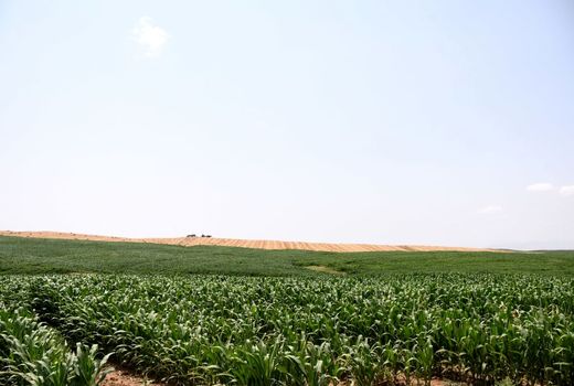 طرح جهش تولید در دیمزارها ۱/۵ میلیون تن محصول را افزایش داد/ رسیدن مصرف آب کشاورزی به زیر ۵۰ میلیارد مترمکعب