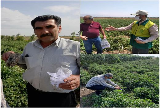 استفاده از روش‌های کنترل بیولوژیک آفات در مزارع گوجه فرنگی آبیک