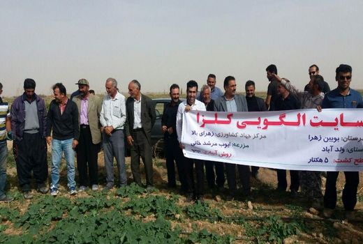 1120 هکتار از مزارع کشاورزی شهرستان بوئین زهرا به زیر کشت کلزا رفت