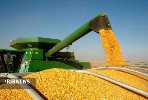 پیش‌بینی برداشت 30 هزار تن ذرت دانه‌ای در استان کردستان