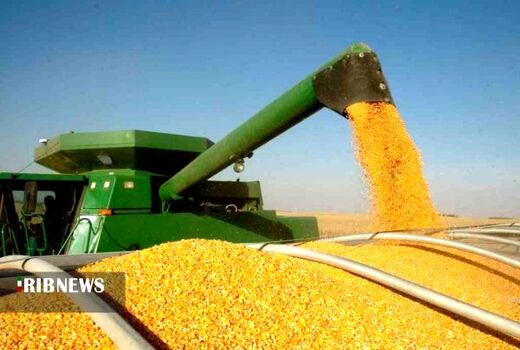 پیش‌بینی برداشت 30 هزار تن ذرت دانه‌ای در استان کردستان
