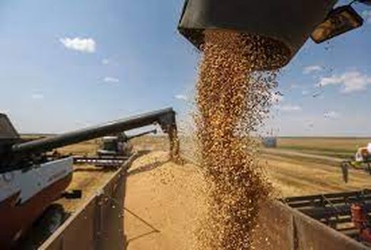 خرید بیش از 5 هزار تن گندم و کلزا  در کارون