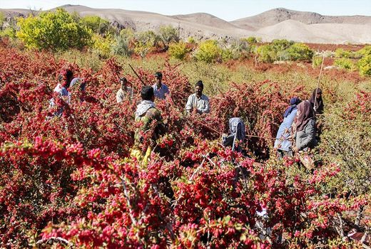 زرشک‌کاران ابرکوه وام با بازپرداخت ۶ ساله دریافت می‌کنند