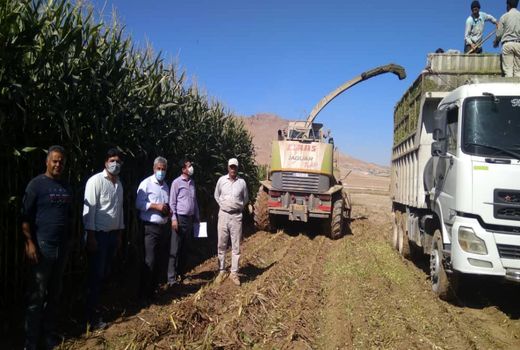 ثبت عملکرد 151 تن در هکتار برای ذرت علوفه‌ای در شهرستان شهرکرد