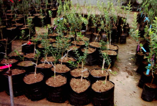 12 نهالستان در شهرستان البرز فعالیت دارند