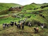 جایگاه درخشان دامپروری ماسال در گیلان
