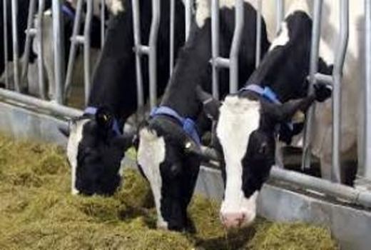 تولید روزانه 70 تن شیر در قائم شهر