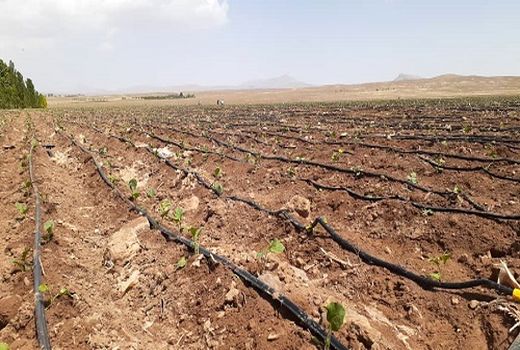 کاشت کلم بروکلی در اراضی خرم بید 