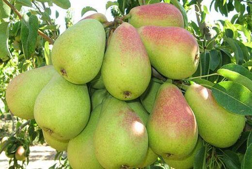 امسال بیش از ۴ هزار تن گلابی از باغات آذربایجان‌غربی برداشت می‌شود