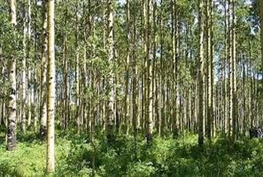 زراعت چوب در ۶۰۰ هکتار اراضی ملی خراسان شمالی اجرا می‌شود