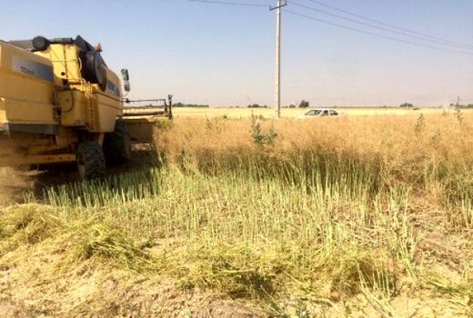 برداشت کلزا در مرودشت آغاز شد