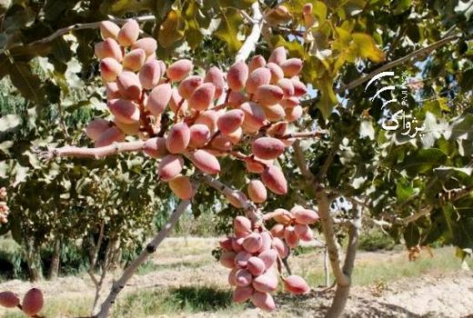 برداشت 800 تن پسته از باغات شهرستان راور